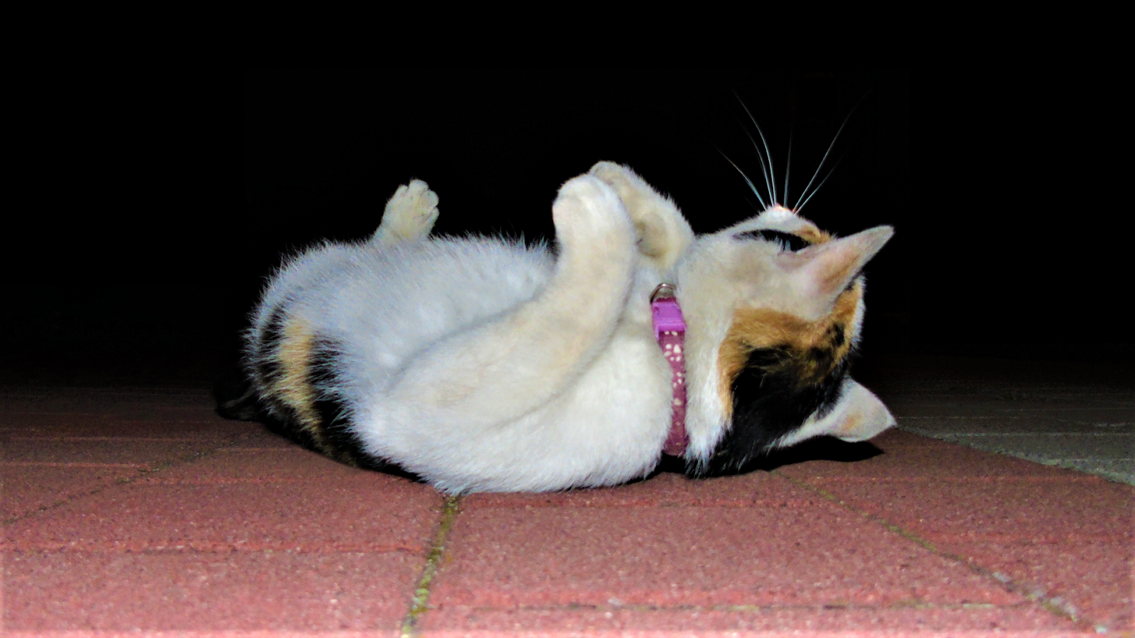 Data zrobienia zdjęcia: 9 sierpnia 2020