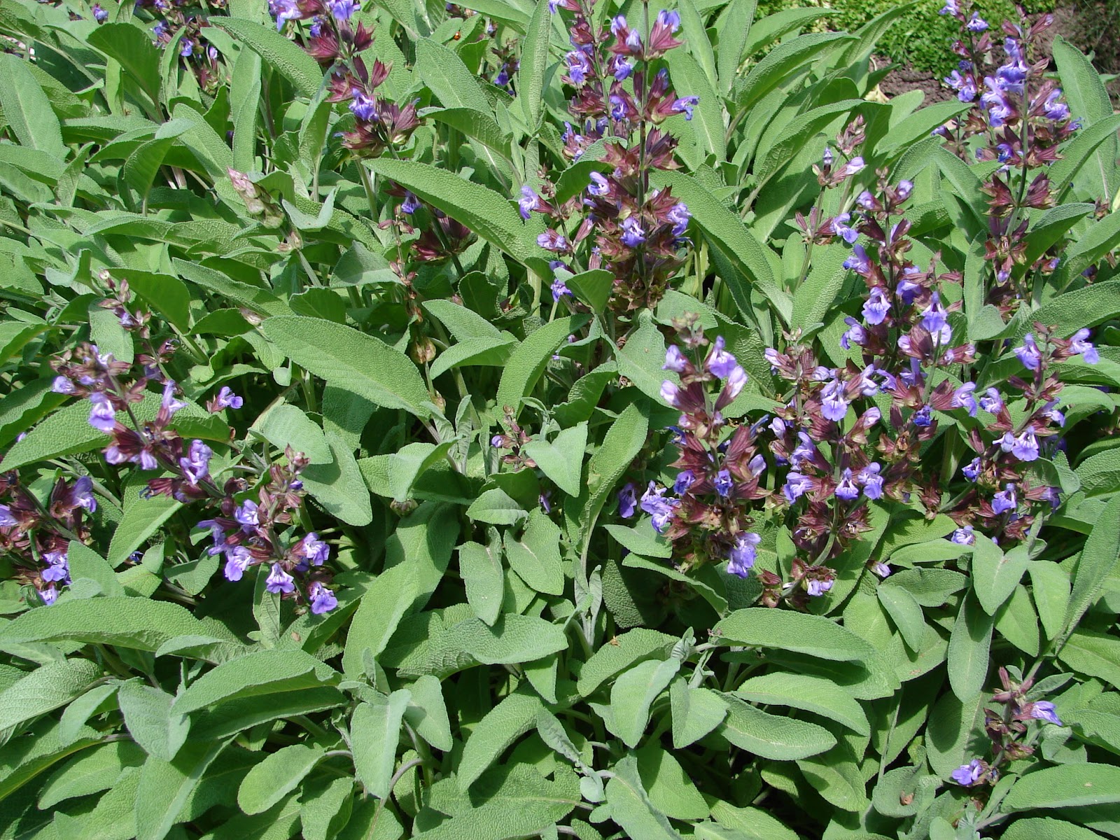New Utah Gardener Top Seven Herbs To Grow In Utah Herb Gardening For