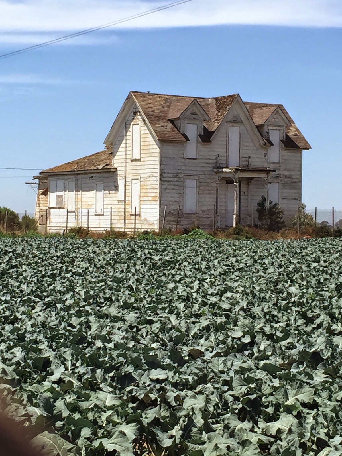 TUESDAYS WITH DORIE The Kale House.... )