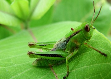 16 Arti Mimpi Belalang Menurut Primbon Jawa Terlengkap Seribu Mimpi