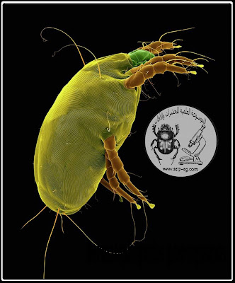 الإسم العلمي Dermatophagoides pteronyssinus