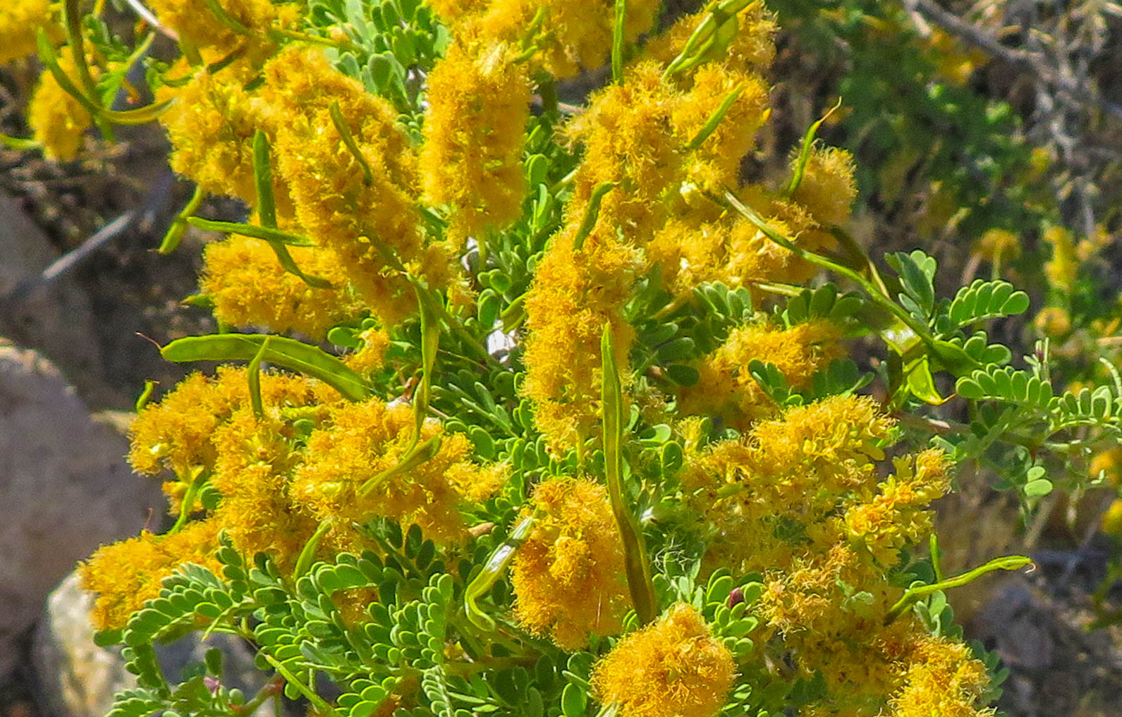 Cannundrums Honey Mesquite