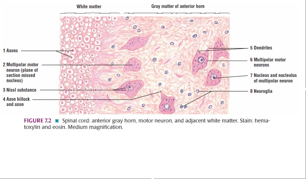 High matter. Нервная ткань гистология. Spinal Cord Histology. Tissue classification General Histology. Histology of nervous Tissue.