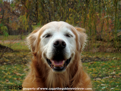Senior DOG