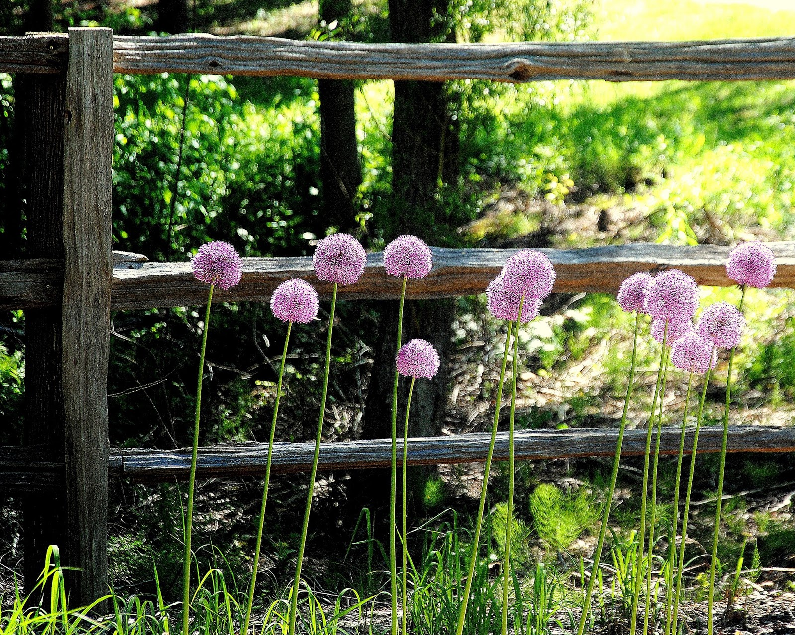 Camera on King & Aurora Dufferin Street & Highway 9