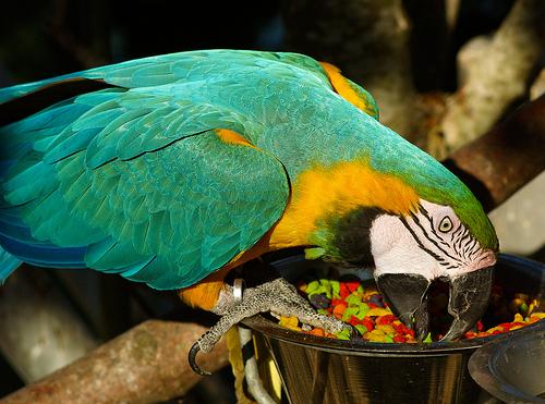Các loại thức ăn cho vẹt giúp thú cưng luôn khỏe mạnh