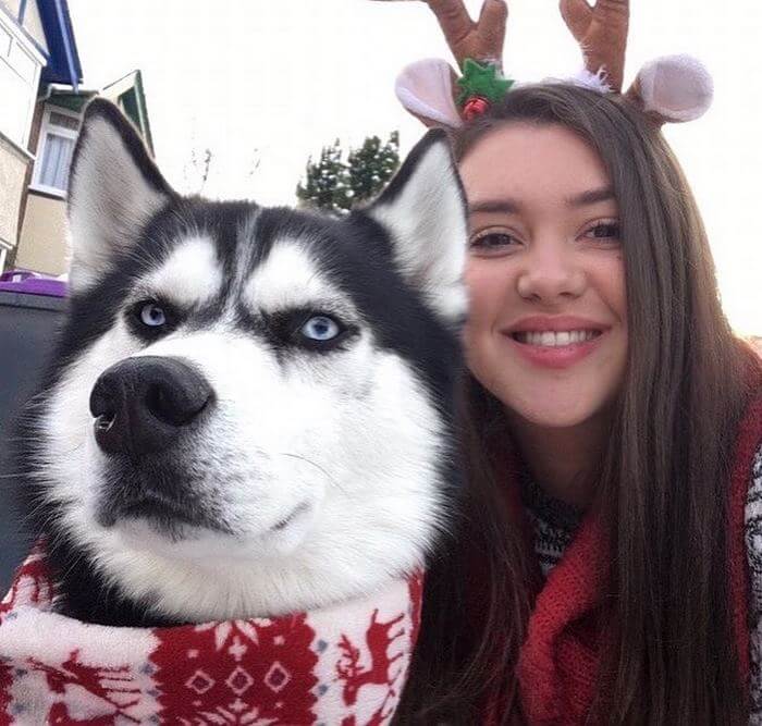 Husky Owner Attempted To Do A Christmas Card Photo Shoot With Their Beloved Pet, And The Result Is Hilarious