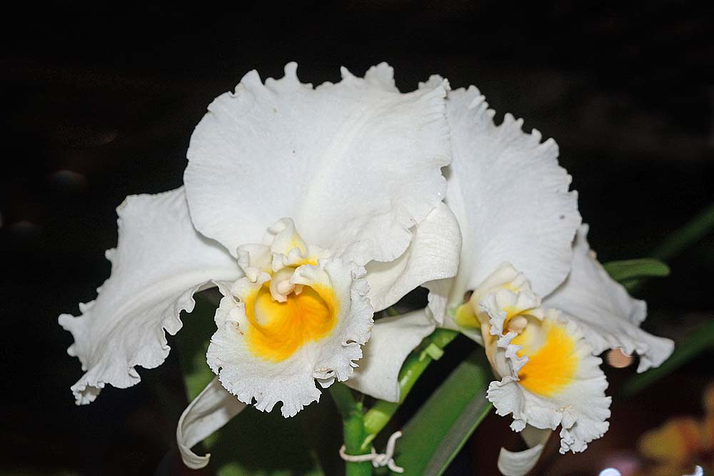 lost in Mato Grosso 2 white orchid flowers with yellow centers...