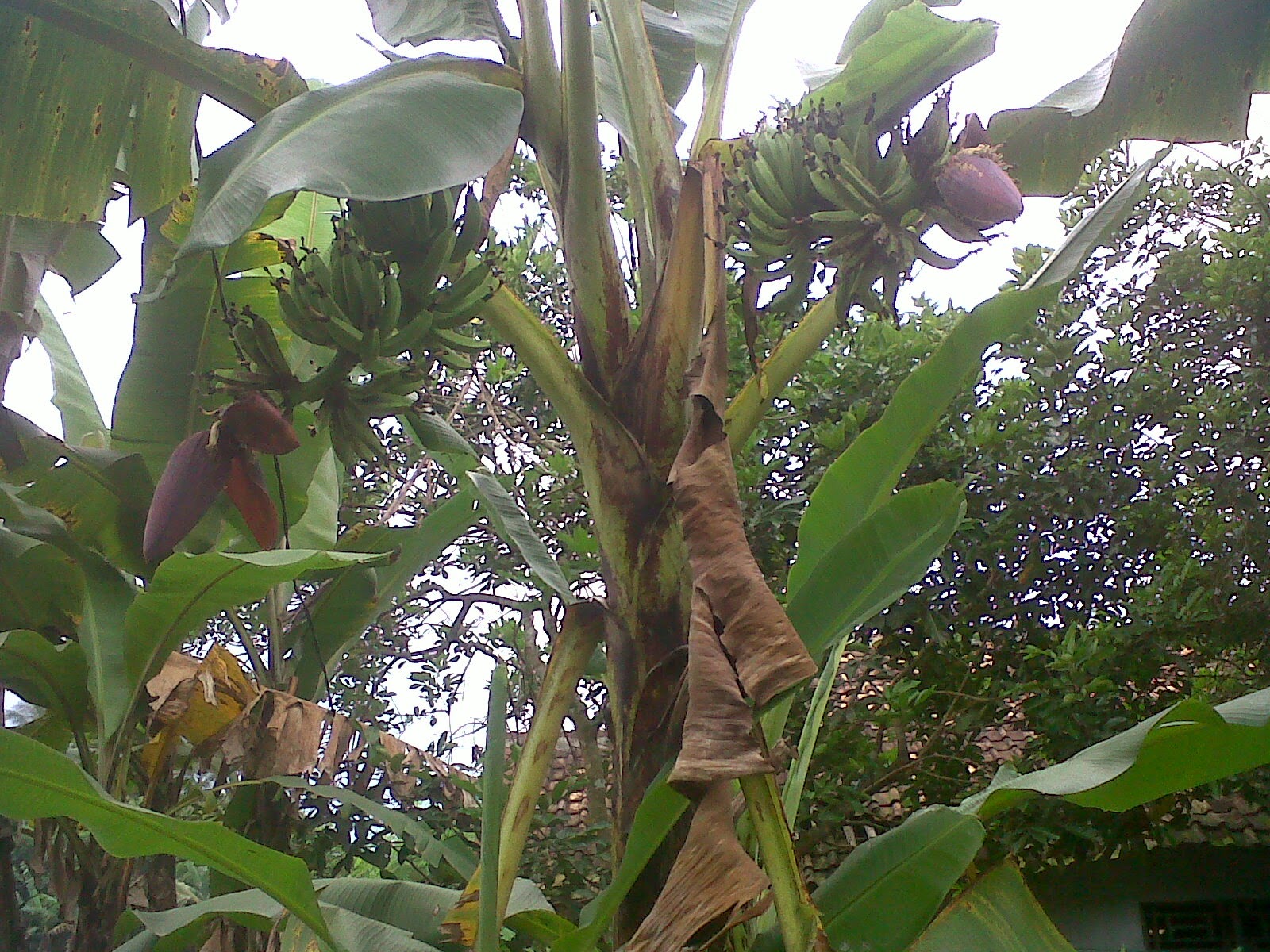 Petir Fenomenal Pohon  Pisang  Berbuah  Kembar 2 Tandan