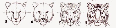 How To Draw Tiger Head In Eight Easy Steps