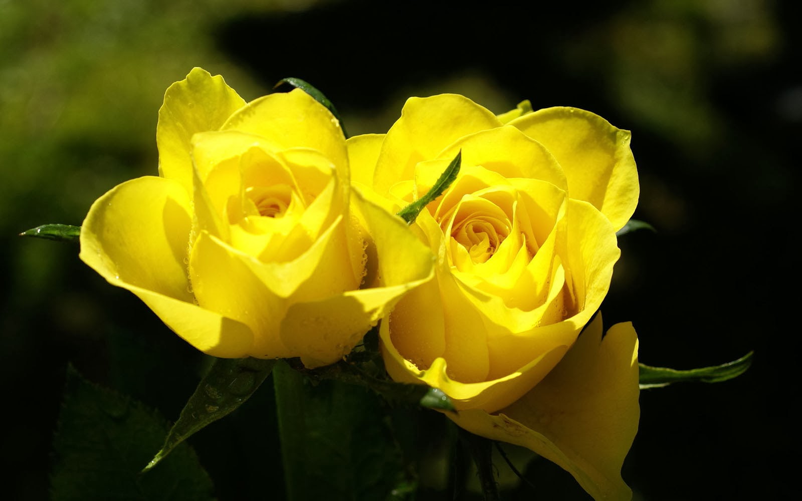 Yellow Rose Wallpapers - 3D HD Wallpapers