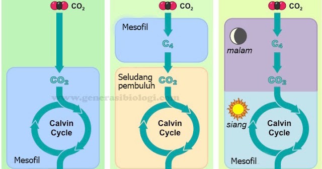 Tumbuhan C3 C4 Dan Cam Blog Guru Biologi