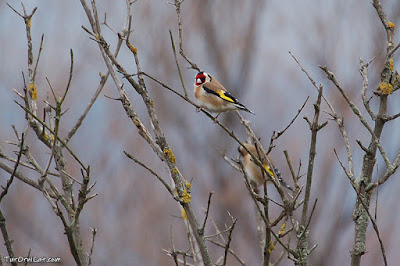 Cadernera (Carduelis carduelis)