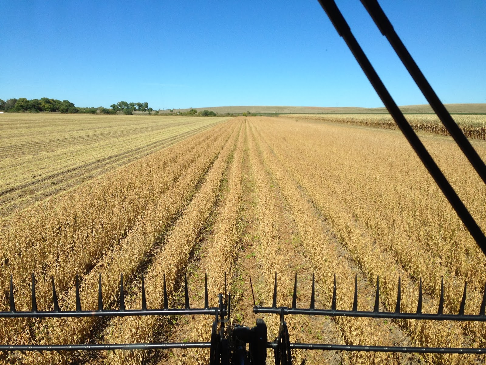 Platte Valley Farmer Soybean Harvest