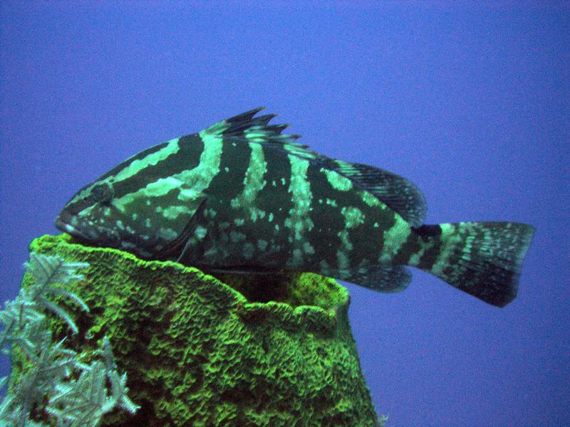 Nassau Grouper, a Large Predatory Fish