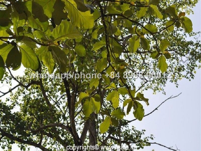 Teak Wood Meaning In Hindi Gold Wood