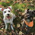 12 Reasons Schnauzers Are Not The Friendly Dogs Everyone Says They Are