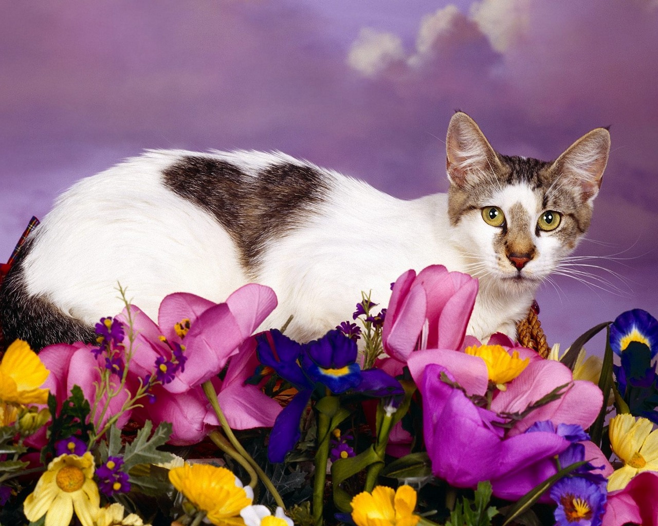 New: Cats Wallpaper / Cute / Funny / Beautiful