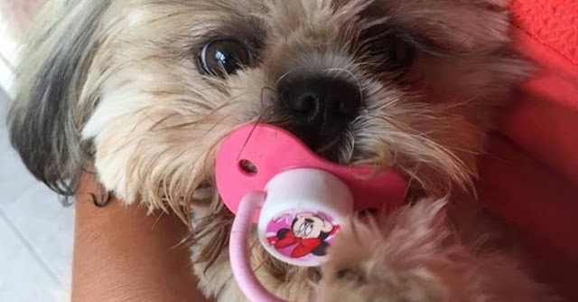 Veterinários alertam que tratar bichos como gente pode causar problemas