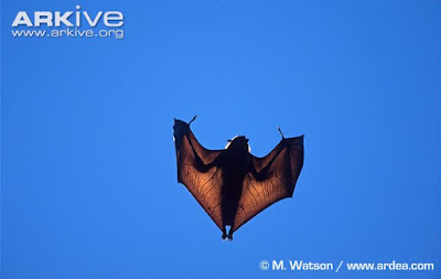 Madagascan Flying fox