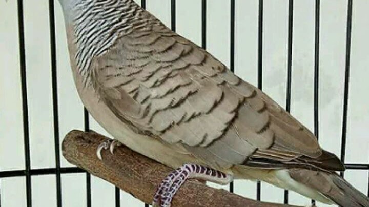 Cara Membuat Sangkar Jebakan Burung Tekukur Taikes