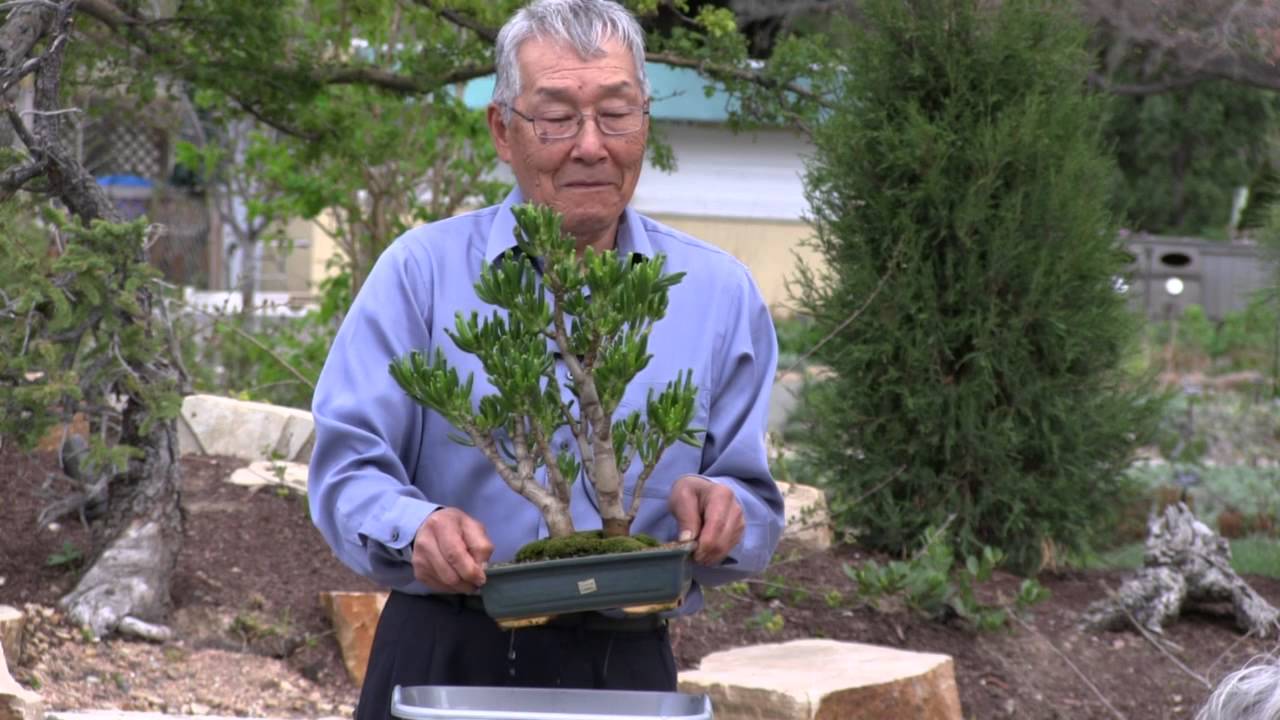 How to Train Your Bonsai Tree? Bonsai Fast