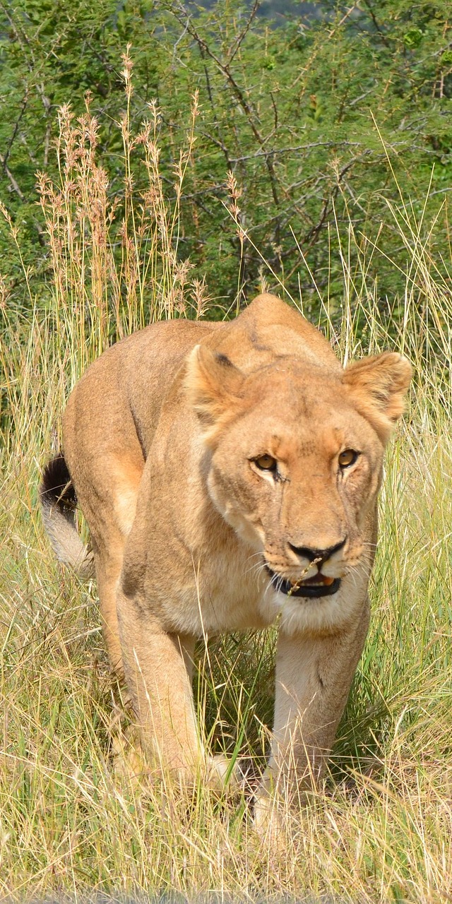 A lioness on the prowl.