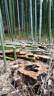 bambu cortado