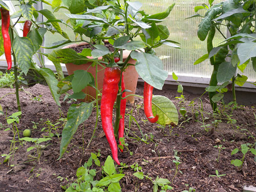 Garten und Landleben Chili aus dem eigenen Garten