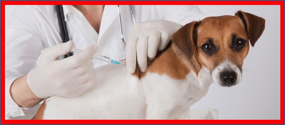 TOSSE DOS CANIS: O QUE É; SINAIS CLÍNICOS; COMO PREVENIR E TRATAR. - Dicas Boas pra Cachorro