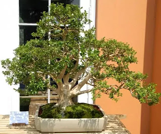 Boxwood  Bonsai tree 