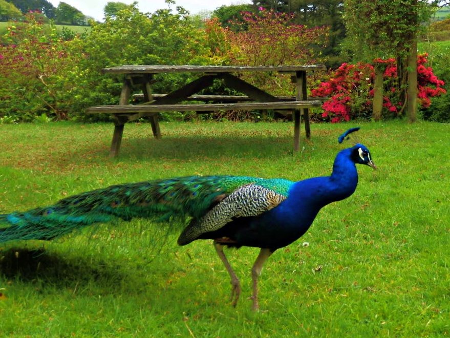 Mike's Cornwall A Peacock Seen While Walking Are Peacock's Feathers