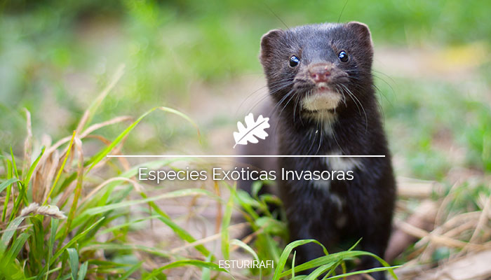 que son las especies exoticas invasoras vison americano