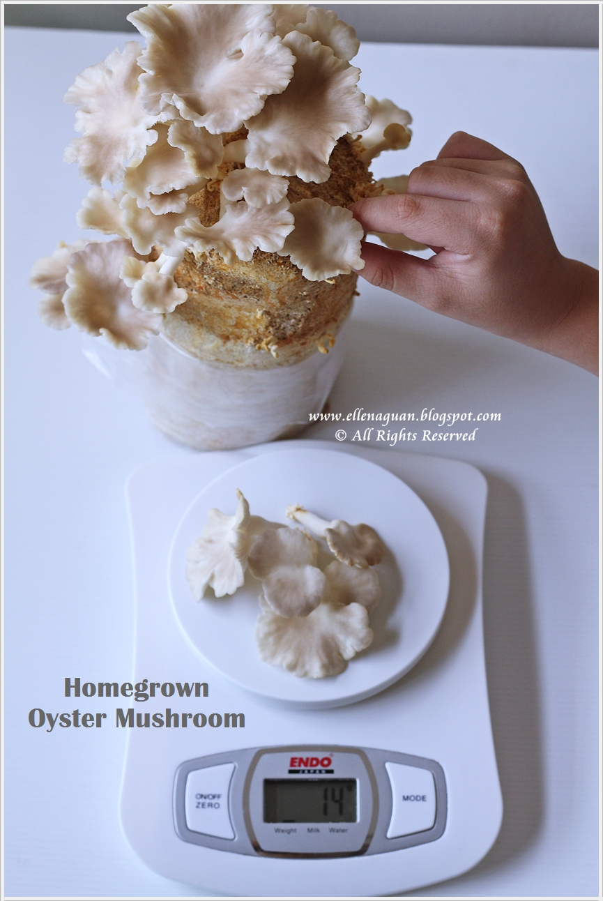 Home Grown Oyster Mushroom