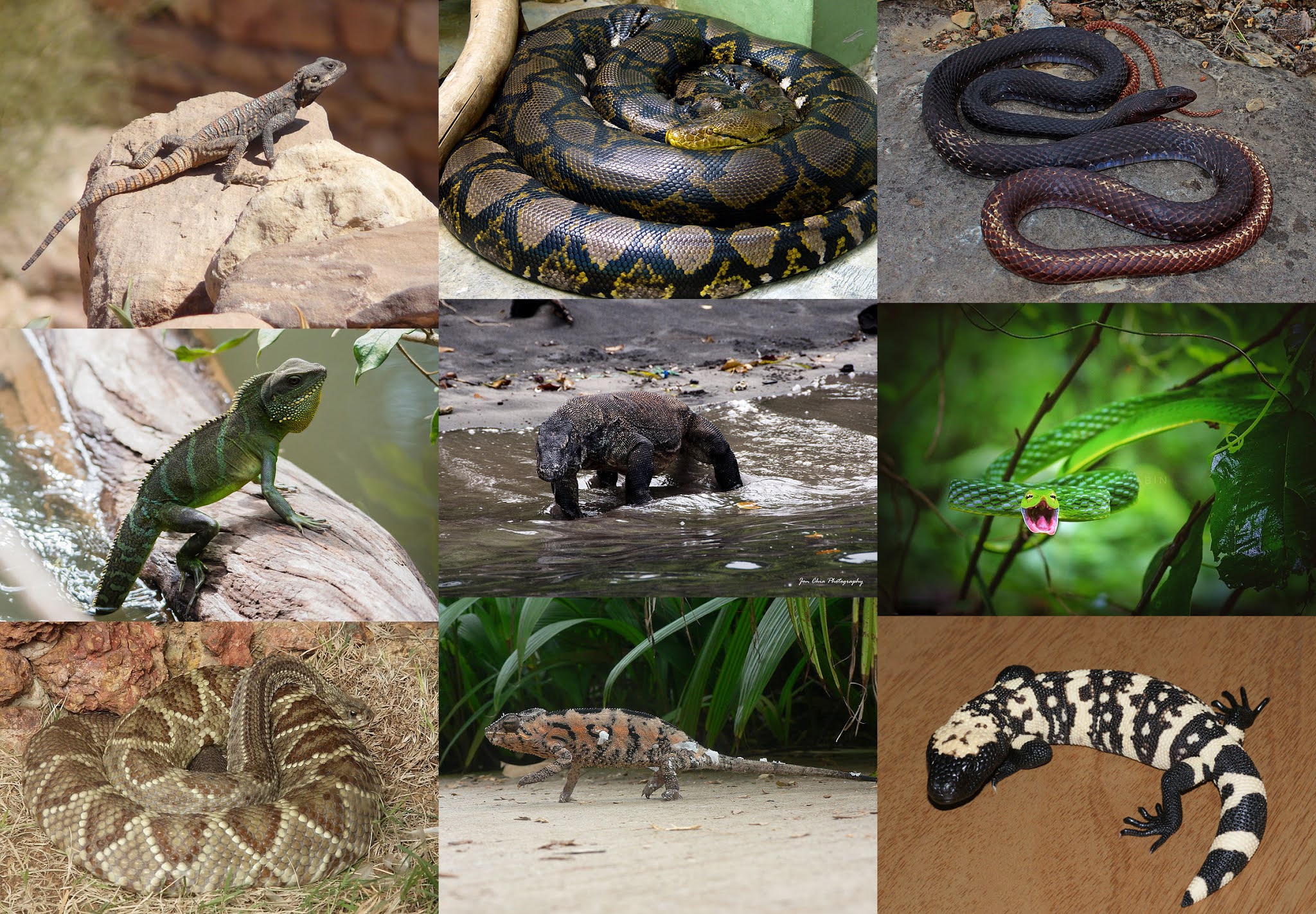 Reptiles characteristics and examples
