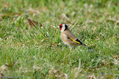 Cadernera (Carduelis carduelis)