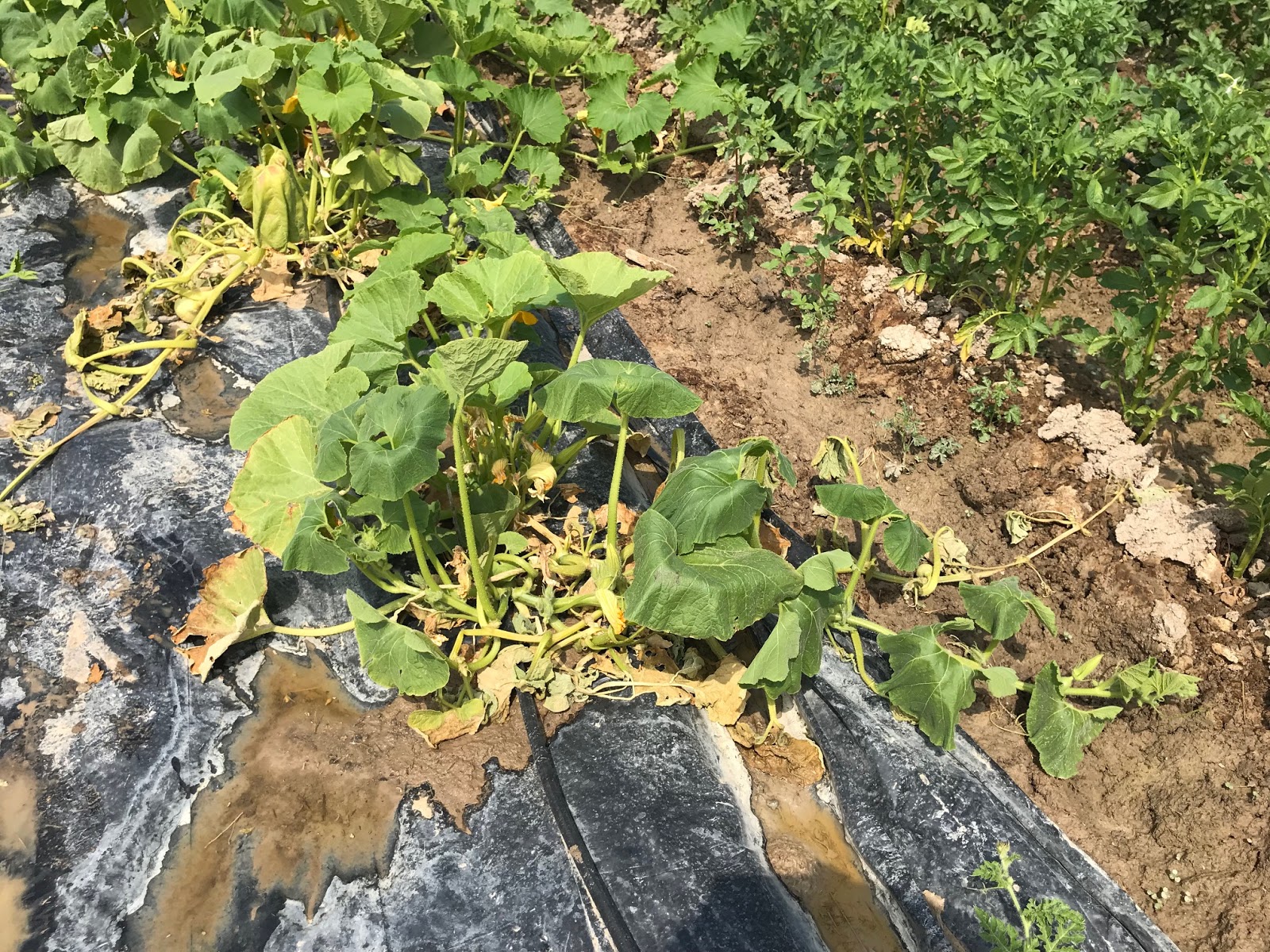 COHorts A Few Of This Seasons Squash and Cucumber Problems