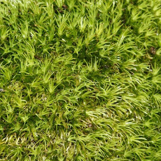 ホソバオキナゴケ 山苔 の育て方 と特徴 栽培に必要な環境 光量 気温 湿度 と水槽 テラリウム ボトル への適応度 里海 Web水族館 動物園 昆虫館 植物園