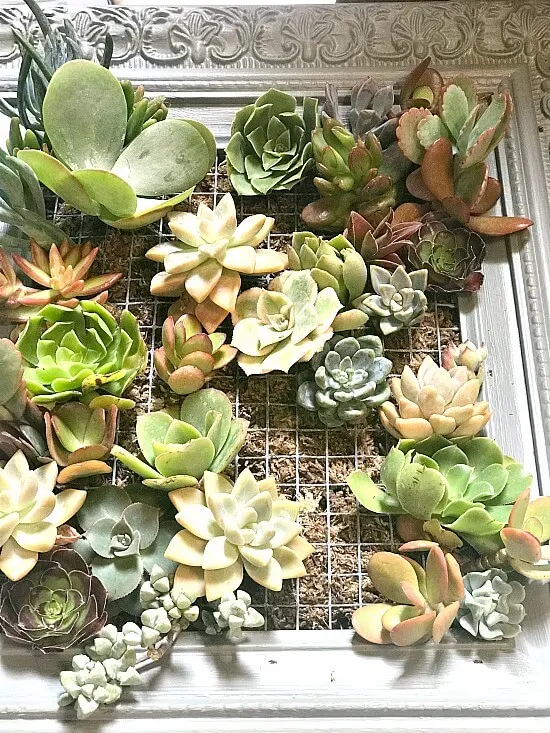 How to build a  DIY frame for succulents