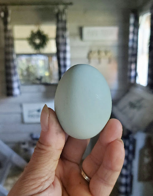 What Breeds of Chickens Lay Blue Eggs?