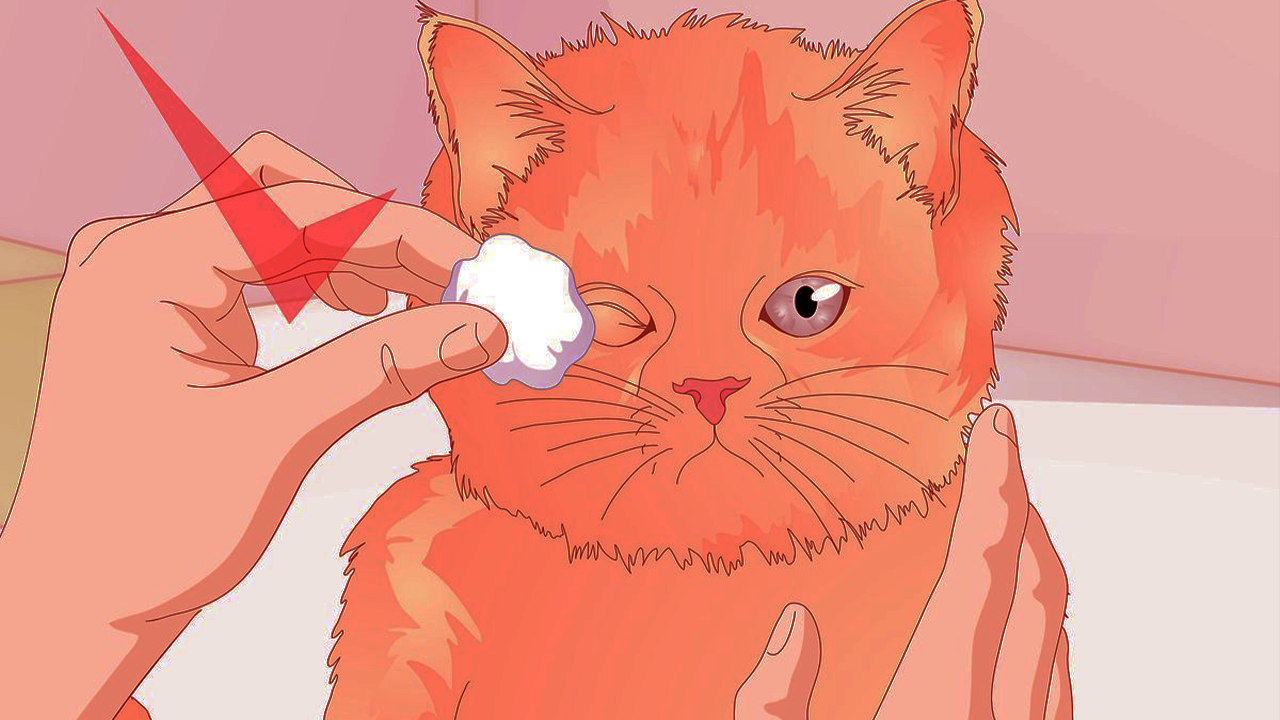 HOW To keep your cat healthy a majority of time