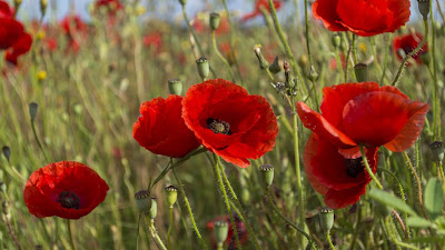 Poppy flowers wallpaper