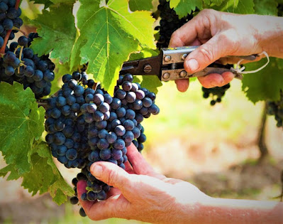 vendemmia 2020 corona virus