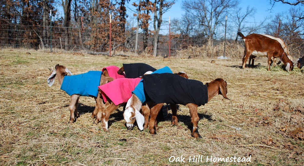 How to Make NoSew Kid Coats for Your Goats Oak Hill Homestead