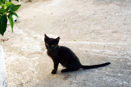 Cat from Aljustrel, Portugal
