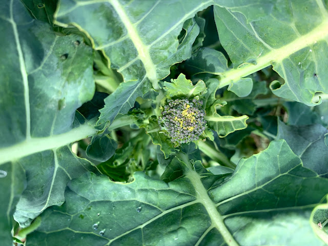 Ruple Farms - garden - broccoli