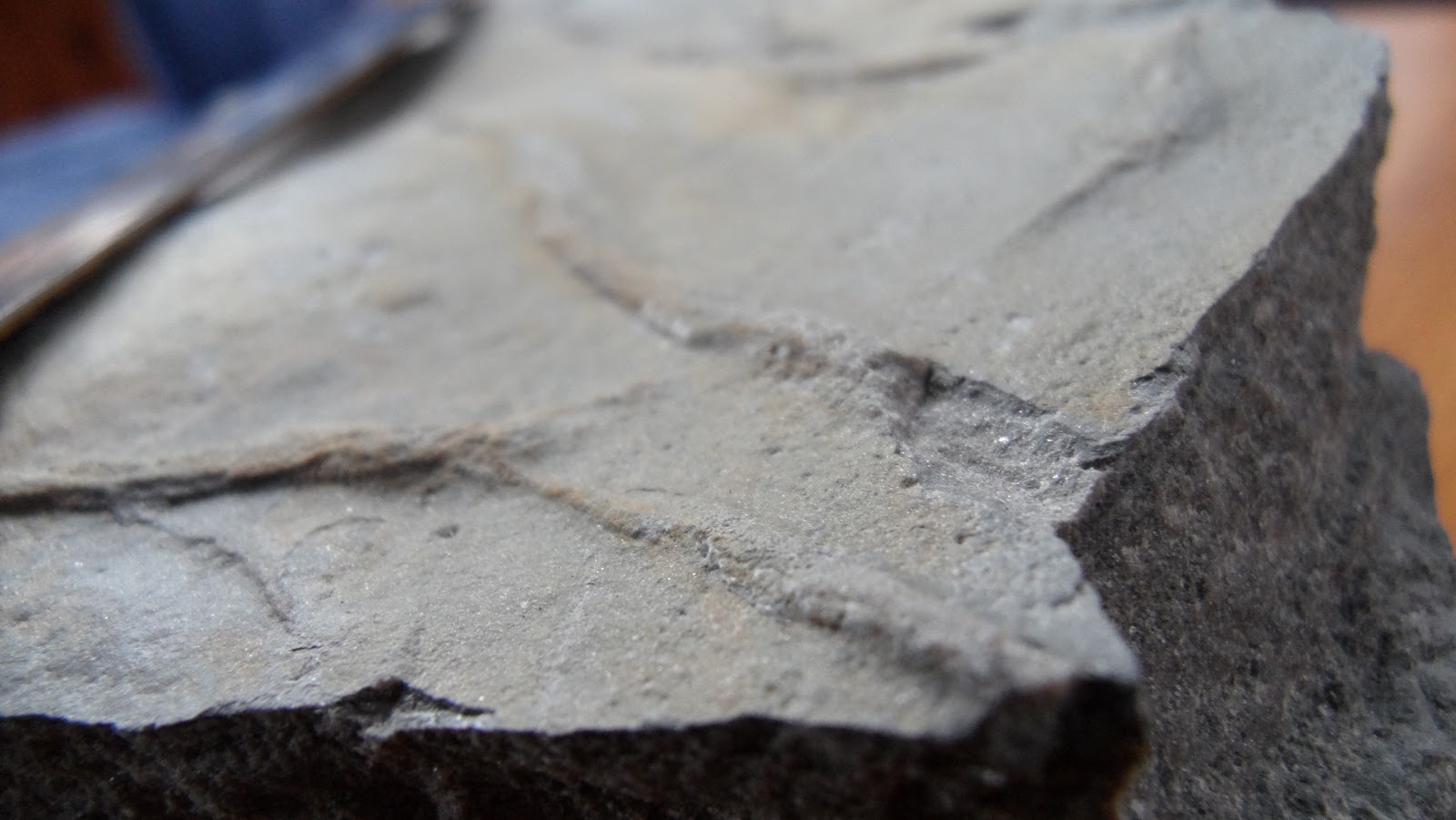 Fossils and Geology of Lanark County, Ontario From Trails, to Mud