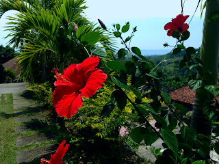 hibiscus flower plant in the monastery garden