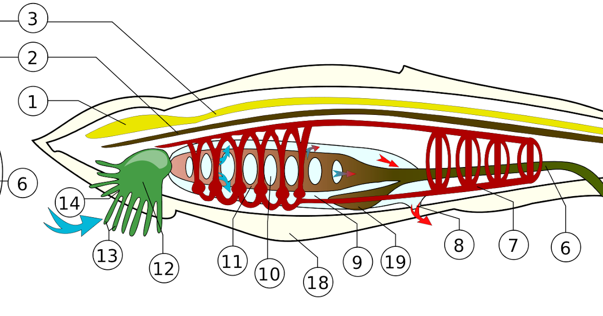Схема внутреннего строения ланцетника. Внутреннее строение ланцетника. Нервная система ланцетника. Внутреннее строение ланцетника рисунок.