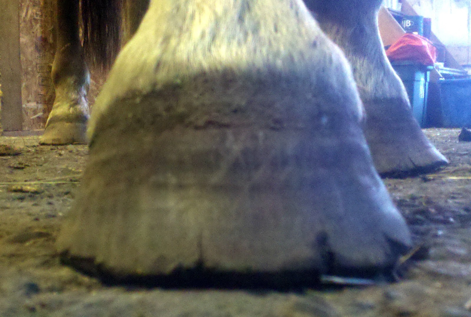 Amy Allen Horsemanship Brittle hoof walls